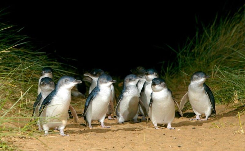 Melbourne: Brighton Boxes, Puffing Billy, and Penguin Parade - Scenic Coastal Views at Nobbies Centre