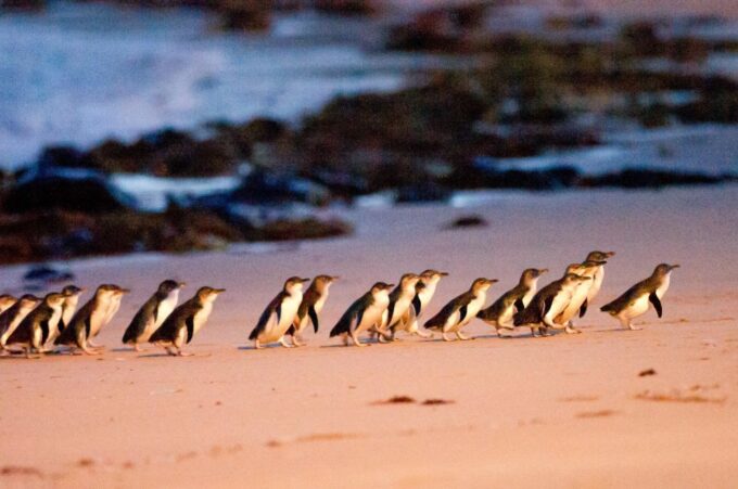 Melbourne: Brighton Boxes, Puffing Billy, and Penguin Parade - Free Time and Photo Opportunities