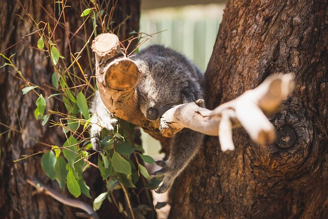 Melbourne City Tour and Phillip Island in One Day - Tour Guide Experiences