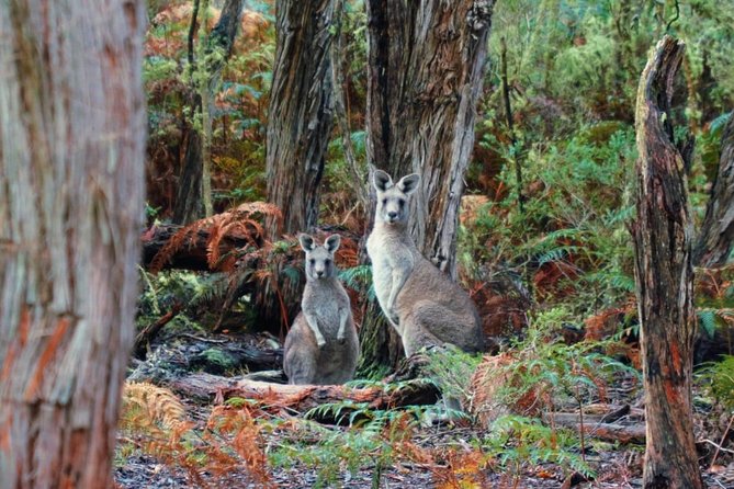 Melbourne Combo: Great Ocean Road Day Trip and Phillip Island Day Trip From Melbourne - Traveler Feedback and Experiences