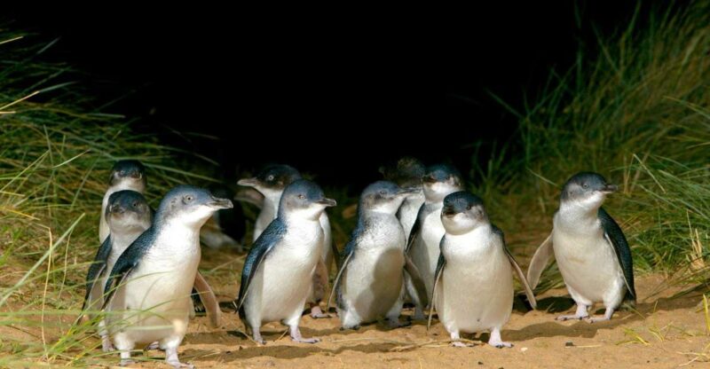 Melbourne: French and Phillip Island Wildlife Expedition - Key Points