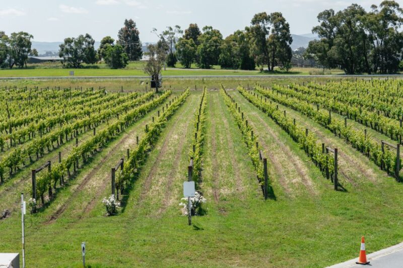 Melbourne: Full-Day Yarra Valley Wine Experience With Lunch - Booking Information