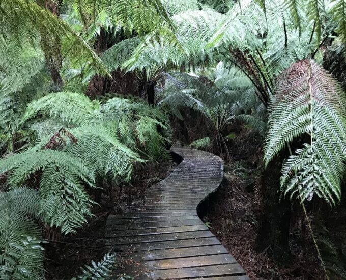 Melbourne: Great Ocean Road Day Trip With Rainforest Visit - Weather Considerations