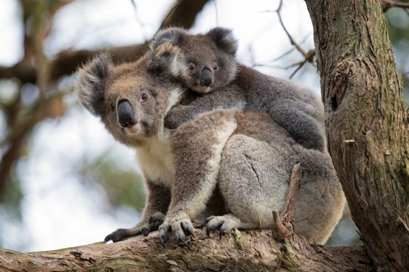 Melbourne: Great Ocean Road Full-Day Sunset Tour - Guided Tour and Transportation