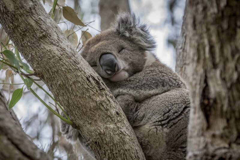 Melbourne: Great Ocean Road Sightseeing Day Tour - Key Points