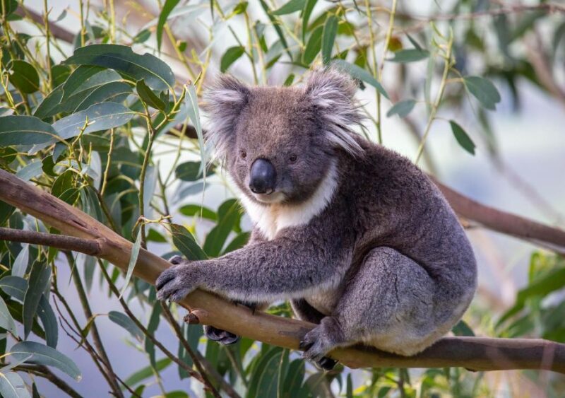 Melbourne: Great Ocean Road & Wildlife Tour for Backpackers - Inclusions