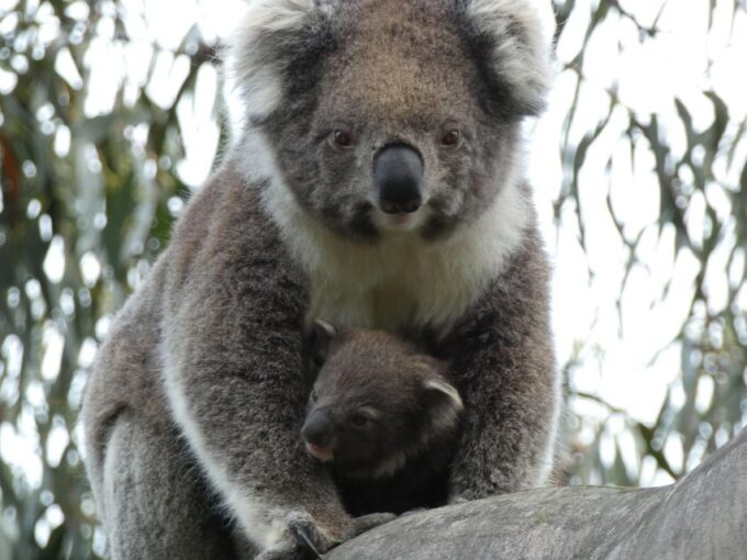 Melbourne: Great Ocean Road & Wildlife Tour for Backpackers - Explore Apollo Bay
