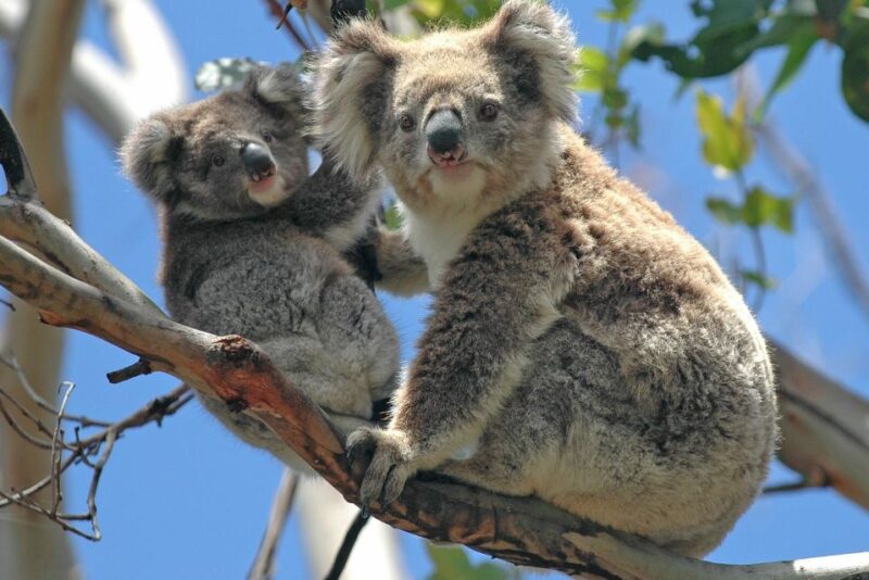 Melbourne: Healesville Sanctuary & Phillip Island Tour - Pickup and Drop-off Details