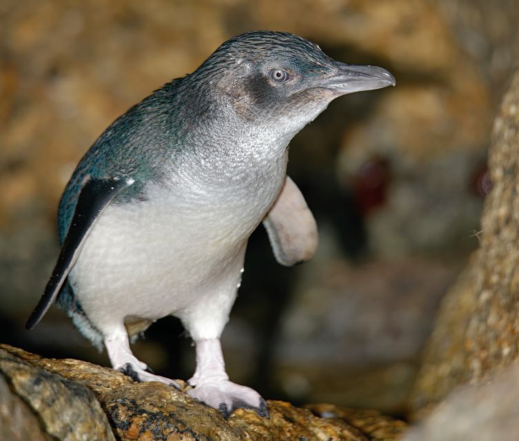Melbourne: Healesville Sanctuary & Phillip Island Tour - Phillip Island Penguin Parade