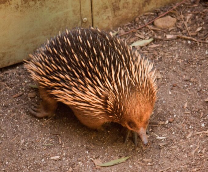 Melbourne: Healesville Sanctuary & Phillip Island Tour - Tour Guide and Inclusions