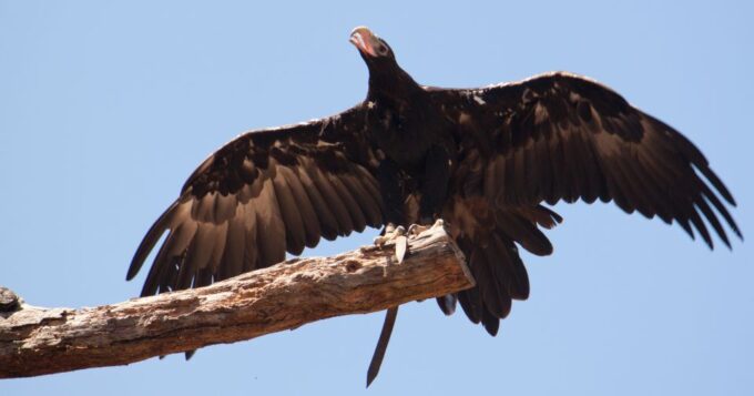 Melbourne: Healesville Sanctuary & Phillip Island Tour - What to Bring and Not Allowed