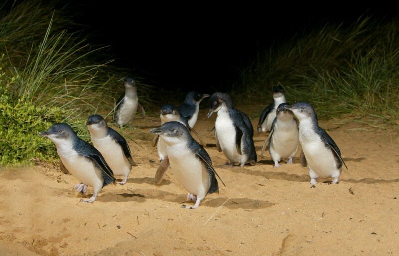 Melbourne Magic: City Discovery and Penguin Parade Tour - Witnessing the Penguin Parade