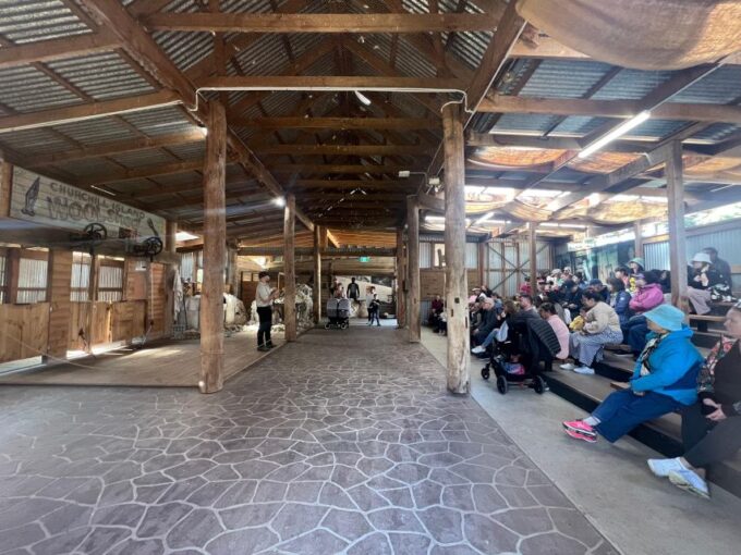 Melbourne: Penguin Parade & Churchill Island Farm Tour - Penguin Parade