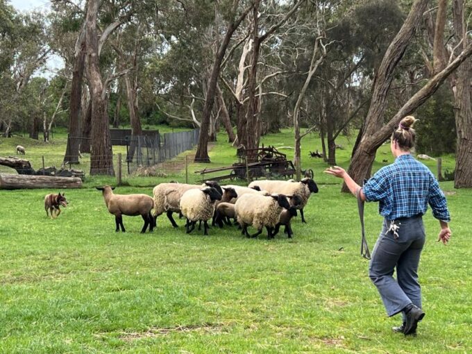Melbourne: Penguin Parade & Churchill Island Farm Tour - Recap