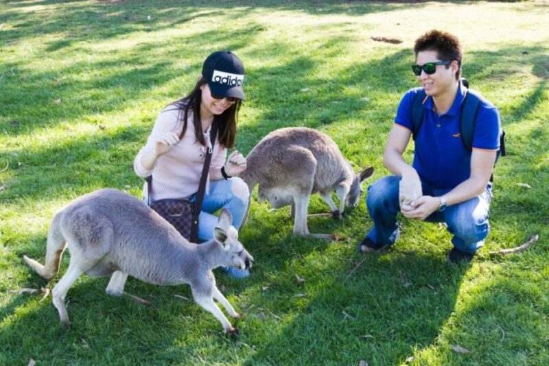 Melbourne: Phillip Island Penguins and Wildlife Sanctuary - Key Points