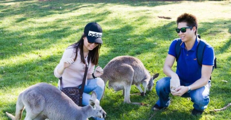 Melbourne: Phillip Island Penguins and Wildlife Sanctuary - Highlights