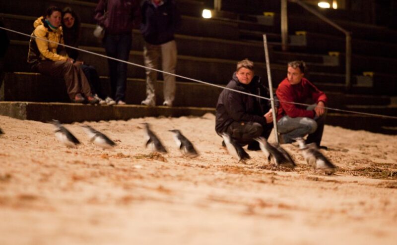 Melbourne: Phillip Island Tour & Penguin Parade - Hotel Pickup and Drop-off