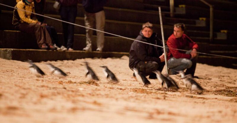 Melbourne: Phillip Island Tour & Penguin Parade - Moonlit Sanctuary Conservation Park