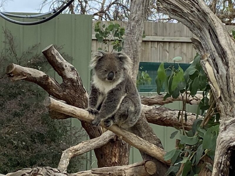 Melbourne: Phillip Island Tour & Penguin Parade - Phillip Island Penguin Parade