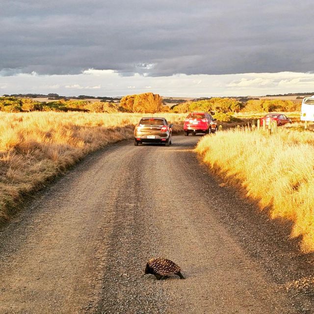 Melbourne: Phillip Island Wine, Wildlife, and Penguins Tour - Key Points