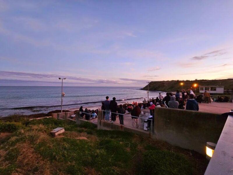 Melbourne: Phillip Island Wine, Wildlife, and Penguins Tour - Frequently Asked Questions