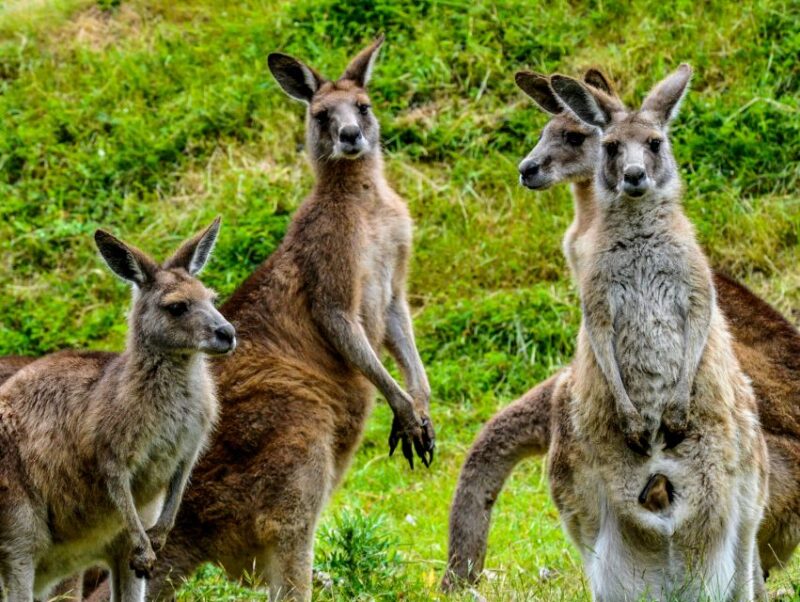 Melbourne: Puffing Billy & Healesville Sanctuary Scenic Tour - Puffing Billy Steam Train