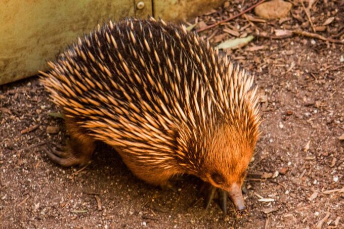 Melbourne: Puffing Billy & Healesville Sanctuary Scenic Tour - Weather Conditions and Suitability