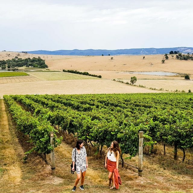 Melbourne: Relaxed Half-Day Yarra Valley Wine Tour - Authentic Feedback from Travelers