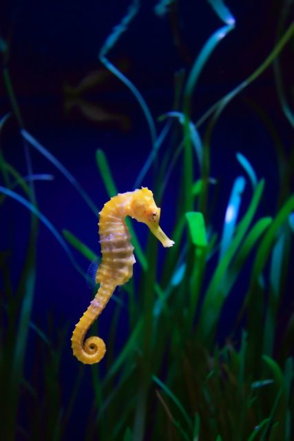 Melbourne: SEA LIFE Aquarium Entrance Ticket - Aquarium Zones
