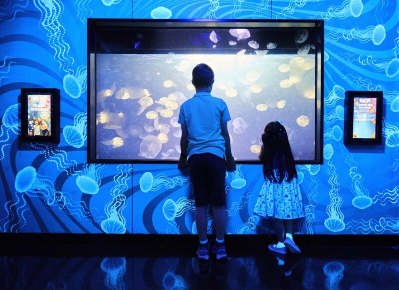 Melbourne: SEA LIFE Aquarium Entrance Ticket - Feeding and Presentations