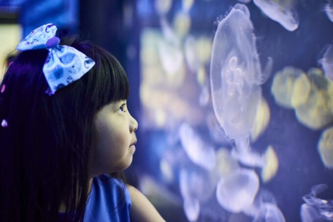 Melbourne: SEA LIFE Aquarium Entrance Ticket - Location and Access