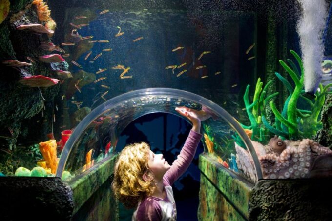 Melbourne: SEA LIFE Aquarium Entrance Ticket - Customer Reviews