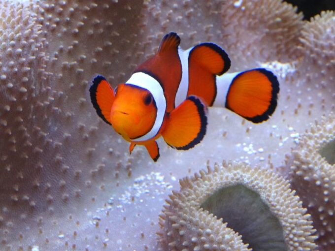 Melbourne: SEA LIFE Aquarium Entrance Ticket - Recap