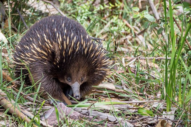 Melbourne Short Break Holiday to the Great Ocean Road & Grampians 3 Day Escape - Reviews and Feedback