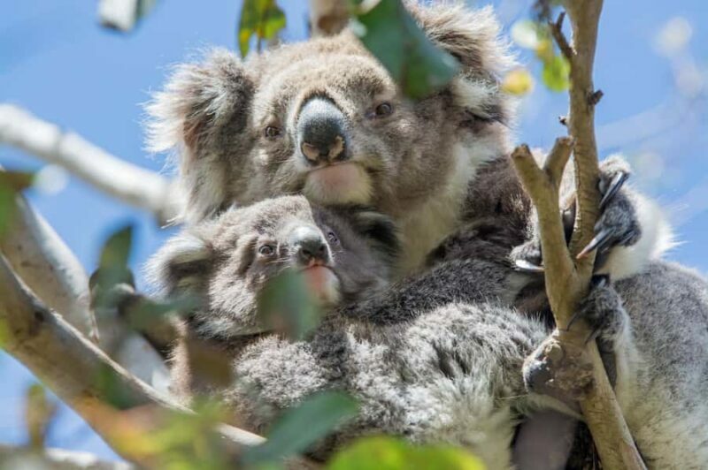 Melbourne to Adelaide: 2-Day Great Ocean Road Grampians Tour - FAQ