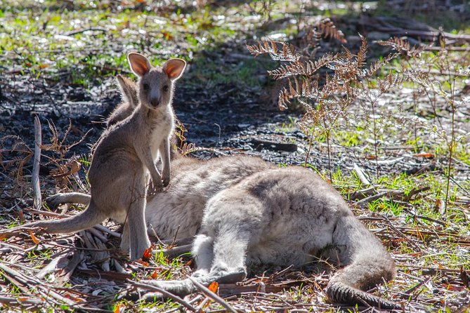 Melbourne to Adelaide South East Coast 3 Day Overland Tour - Activities and Experiences