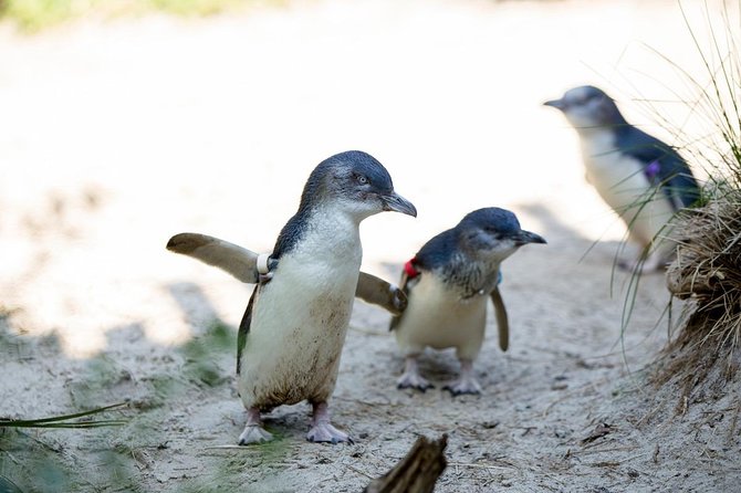 Melbourne Zoo General Entry Ticket - Accessibility and Amenities