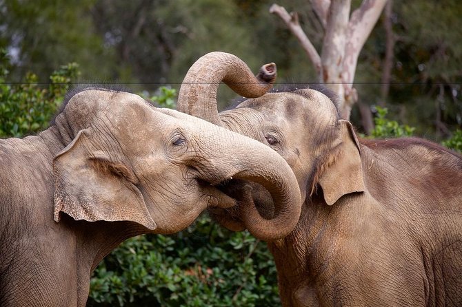 Melbourne Zoo General Entry Ticket - Planning Your Visit