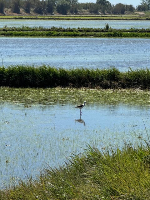 (Melides: Moto 4 | Rice Fields & Bird Watching - Frequently Asked Questions