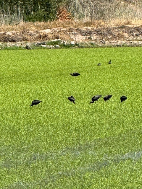 (Melides: Moto 4 | Rice Fields & Bird Watching - Frequently Asked Questions