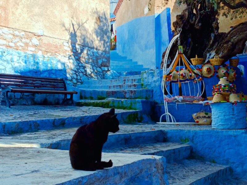 Memorable Day Trip From Fez to Chefchaouen the Blue City - Customer Feedback
