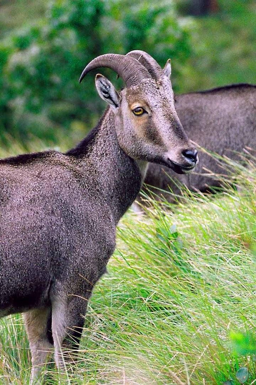 Memorable, Munnar Hill Station Tour (02 Nights / 03 Days) - Key Points