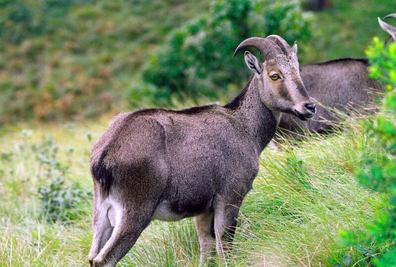 Memorable, Munnar Hill Station Tour (02 Nights / 03 Days) - Destination Highlights