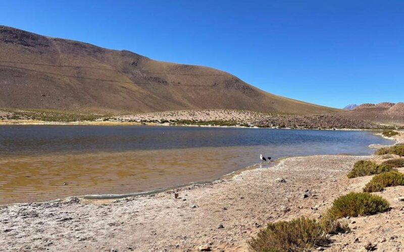 Memorable Tatio Geysers Tour With Flamingos and Scenic Views - Inclusions