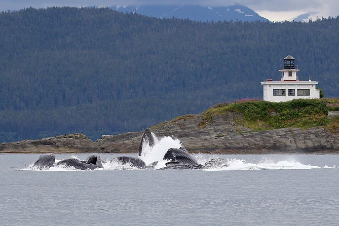 Mendenhall Glacier and Ultimate Whale Watch Combo - Key Points