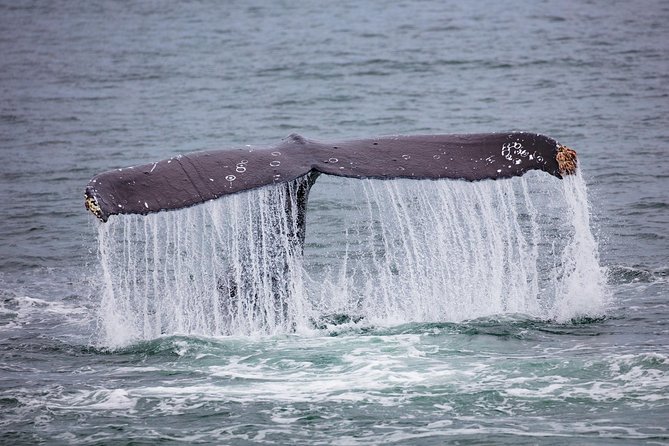 Mendenhall Glacier and Ultimate Whale Watch Combo - Whats Included