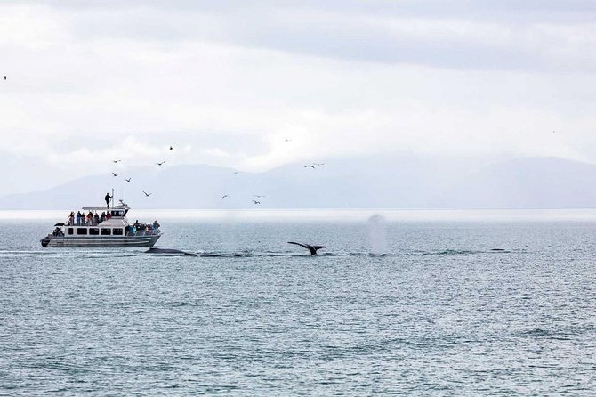 Mendenhall Glacier and Ultimate Whale Watch Combo - Customer Feedback