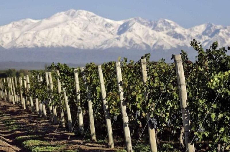 Mendoza: Full Day Tour Visit and Tasting - 3 Wineries - Winery Selections