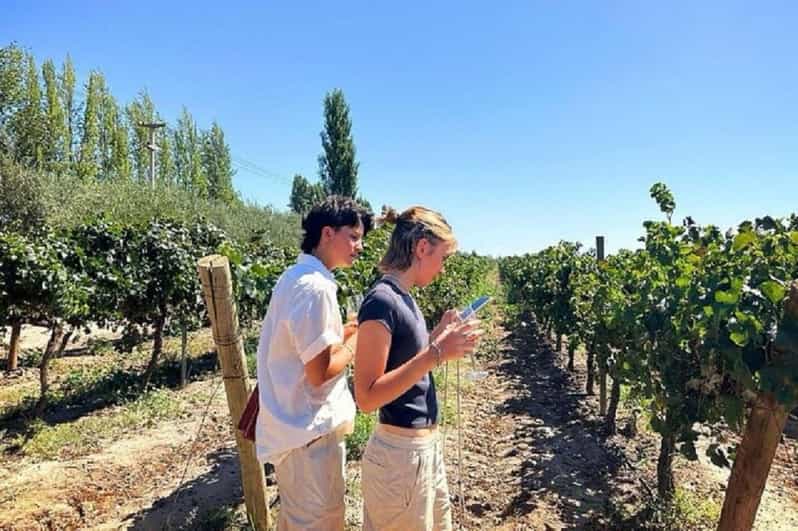Mendoza: Full Day Tour Visit and Tasting - 3 Wineries - Wine Tasting Experiences