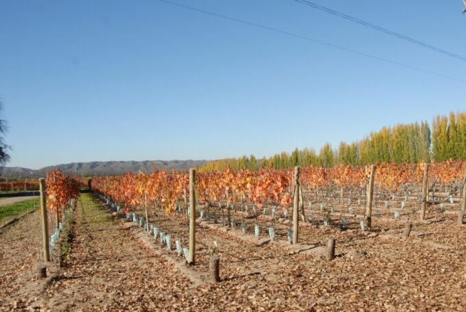 Mendoza: Full Day Wine Tour With 3 Course Lunch - Getting to the Wineries